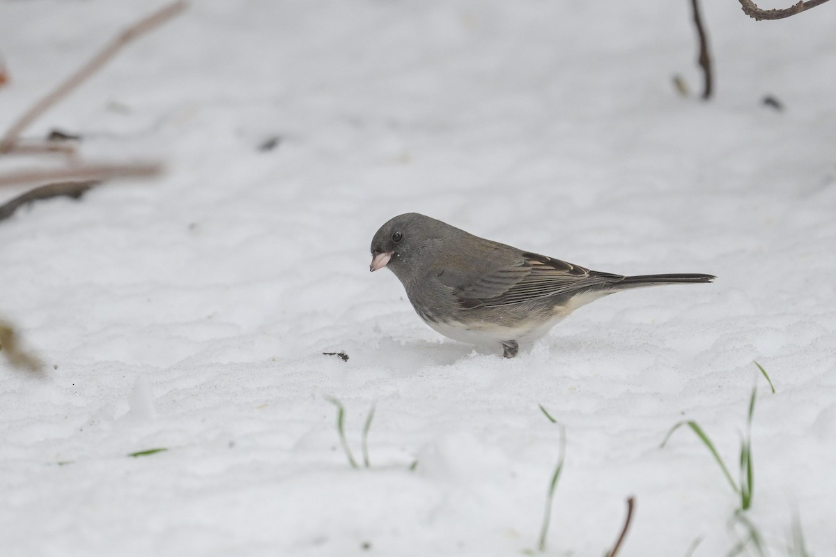 Серый юнко - ML645014871