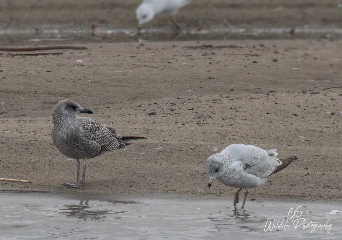 Lesser Black-backed Gull - ML645014882
