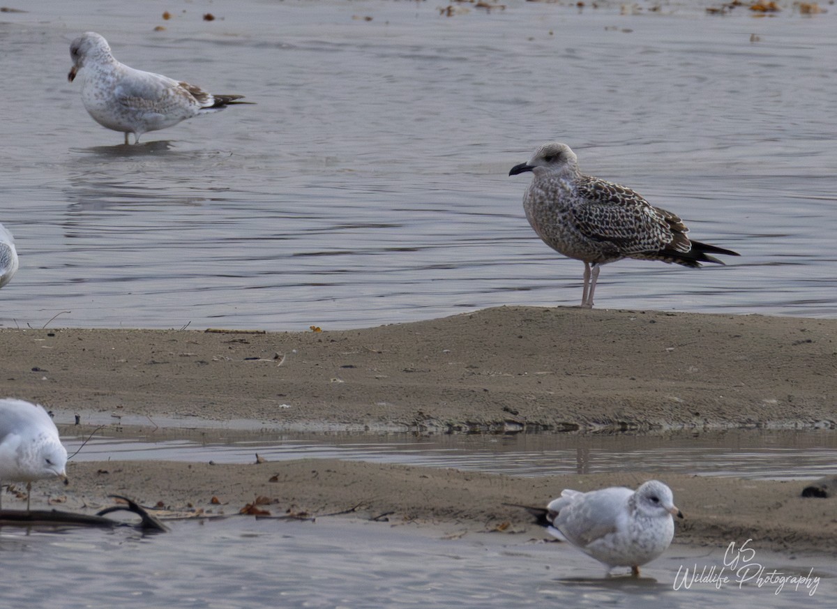 Lesser Black-backed Gull - ML645014883