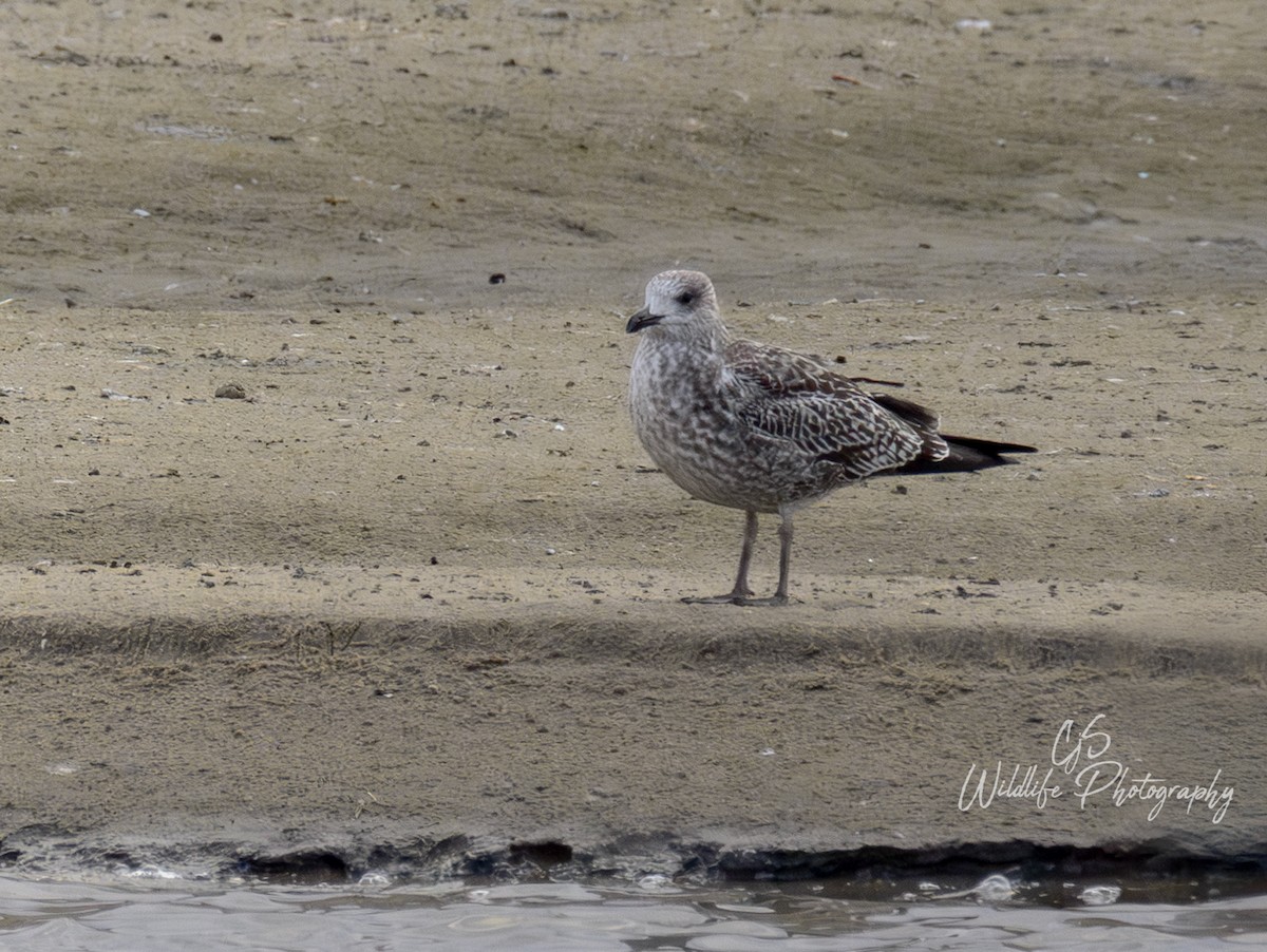 Lesser Black-backed Gull - ML645014884