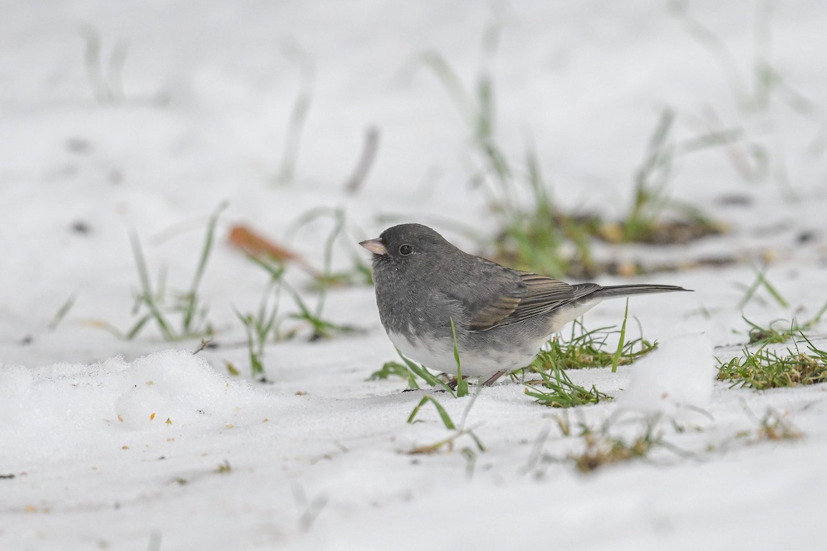 Серый юнко - ML645014887