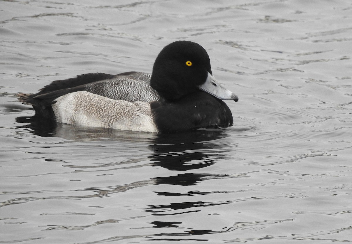 Морская чернеть - ML645014888