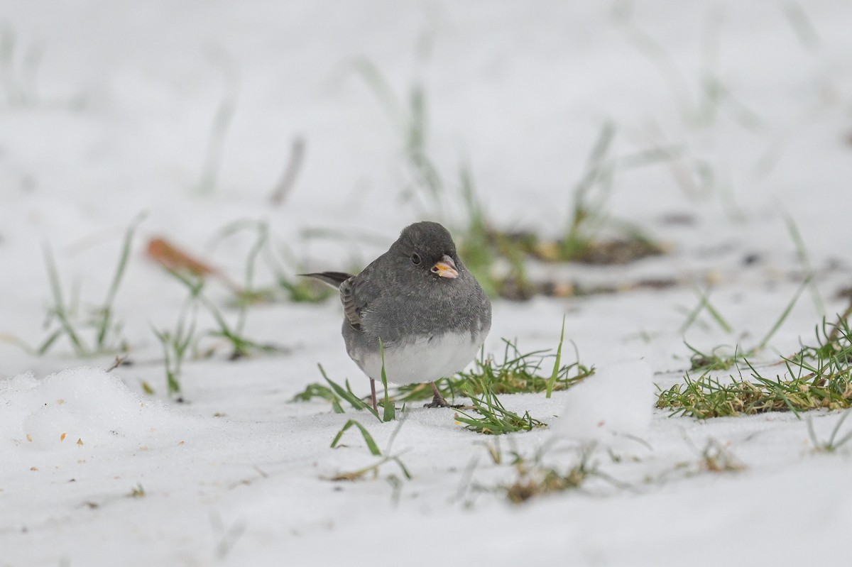 Серый юнко - ML645014889