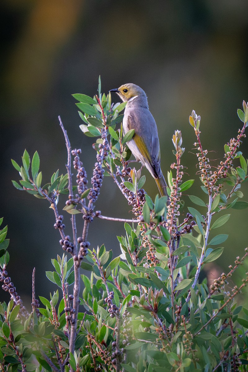 White-plumed Honeyeater - ML645014897
