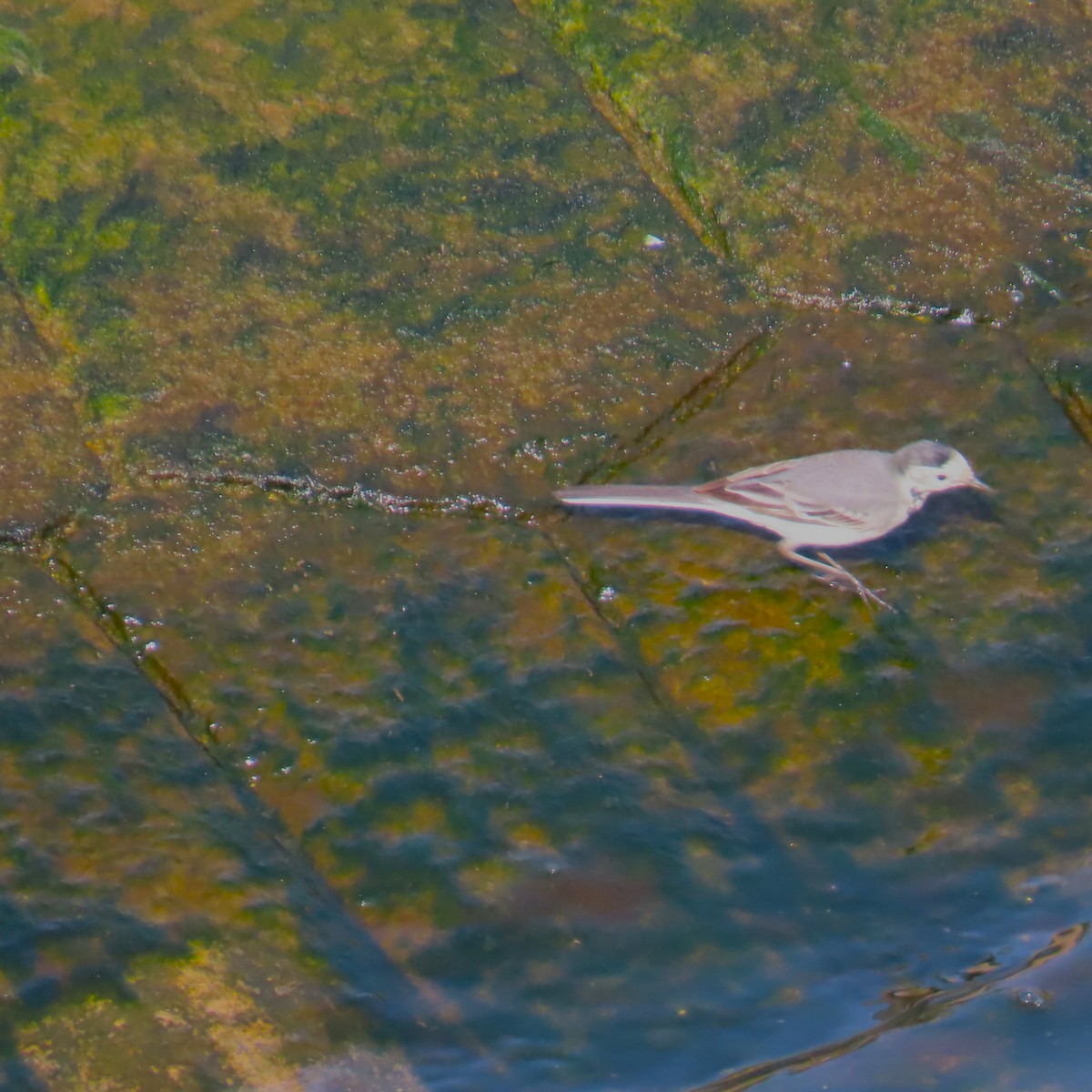 White Wagtail - ML645014905