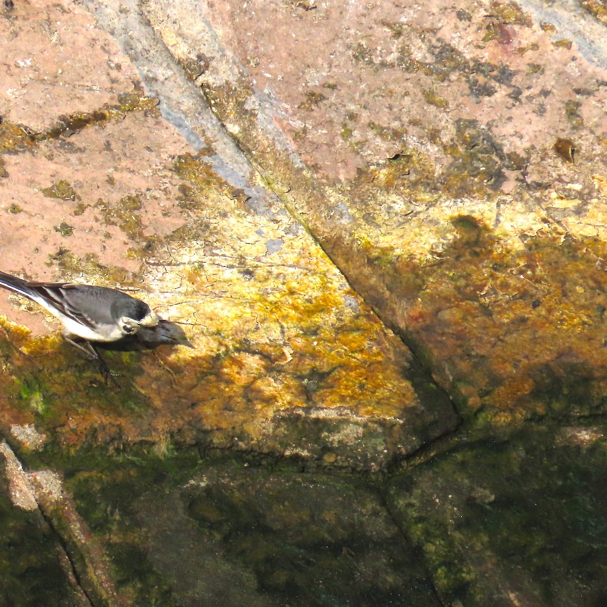 White Wagtail - ML645014906
