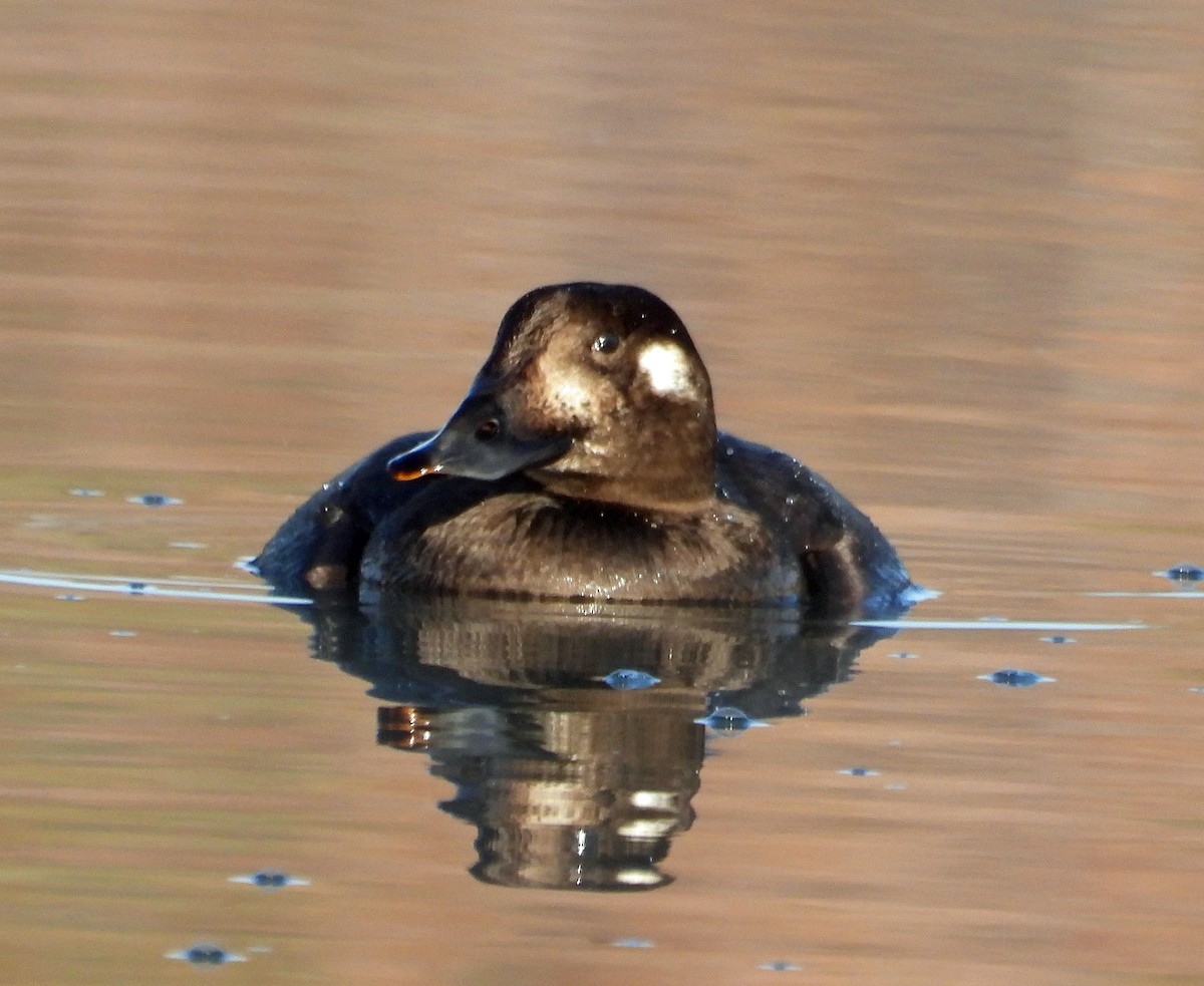 White-winged Scoter - ML645014926