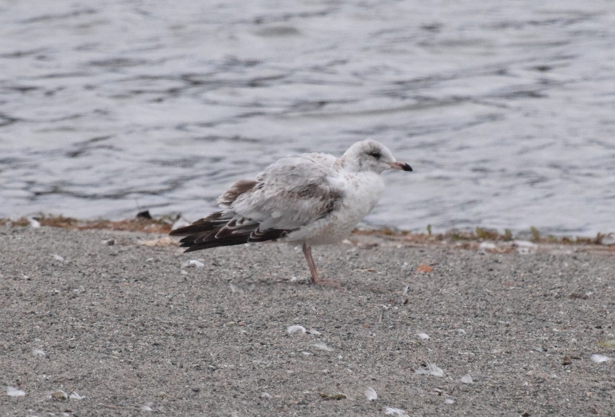 American Herring Gull - ML645014959