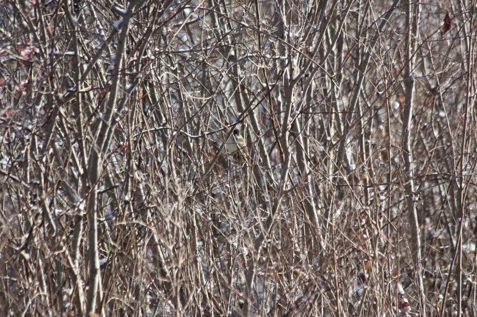 Eastern Phoebe - ML645014963