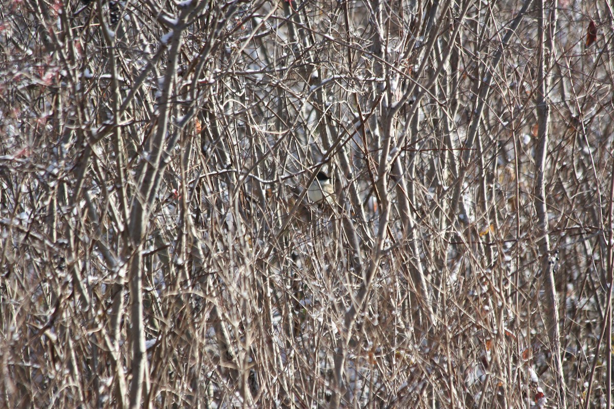 Eastern Phoebe - ML645014964
