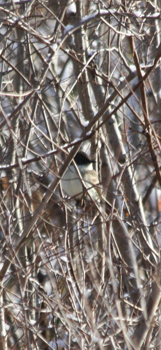 Eastern Phoebe - ML645014965