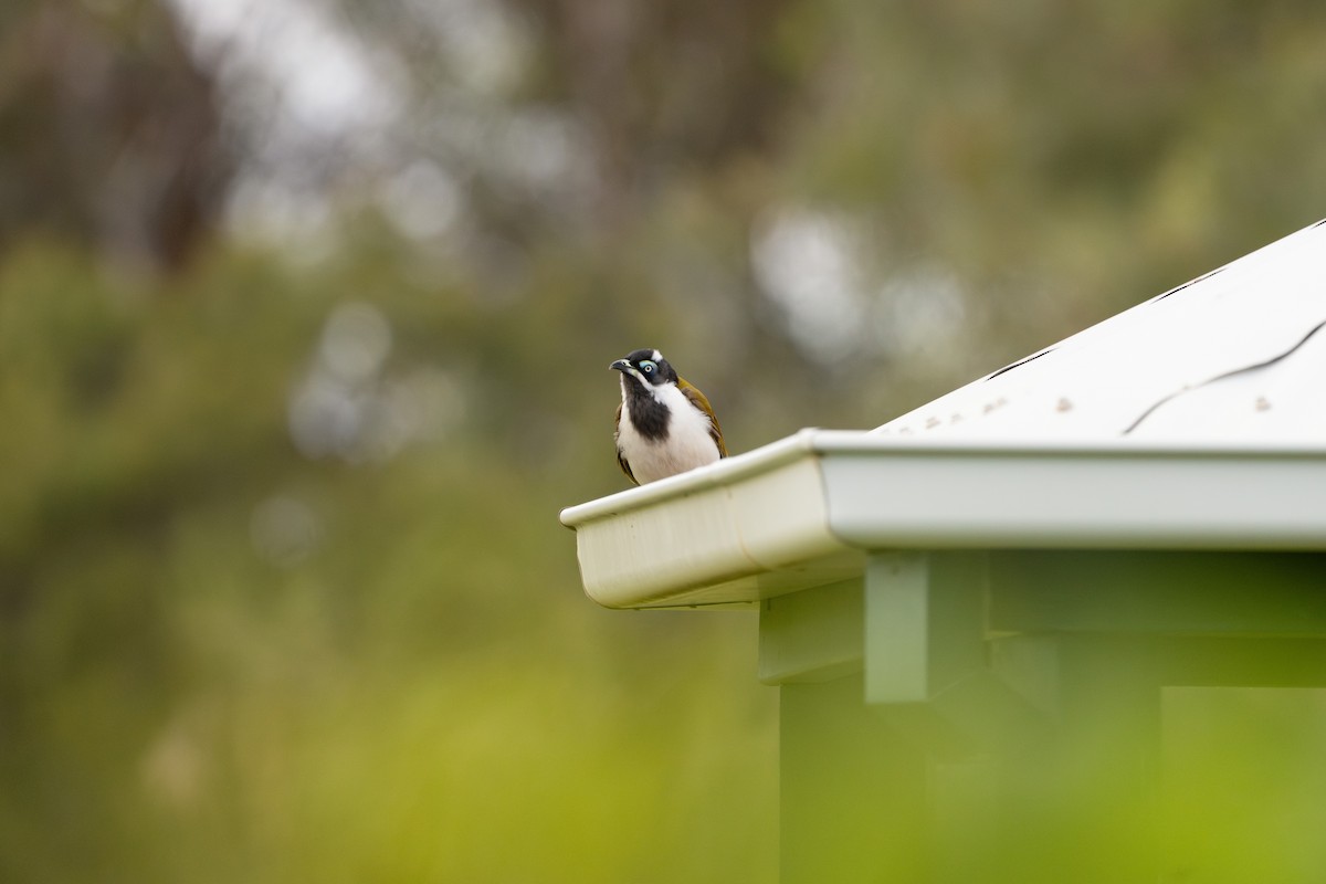 medosavka modrolící - ML645014967