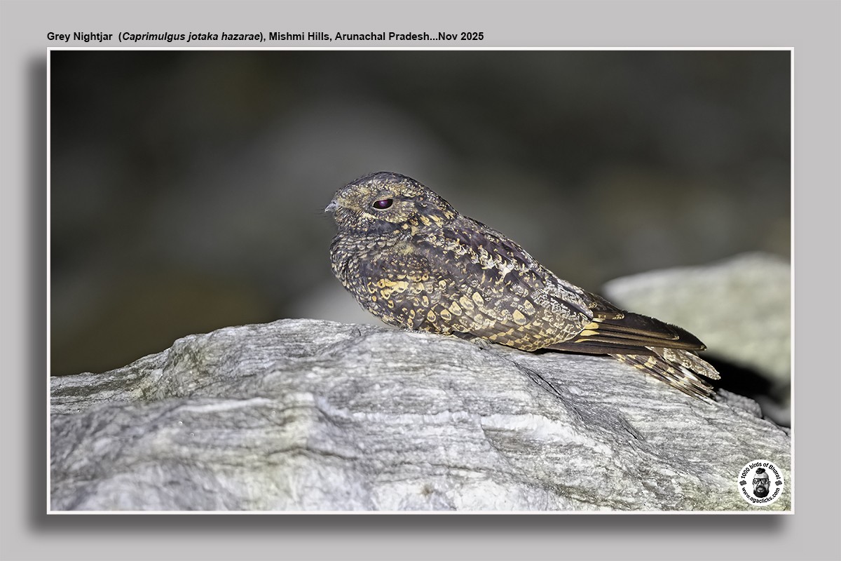 Gray Nightjar - ML645014980