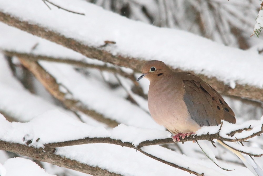 Mourning Dove - ML645014987