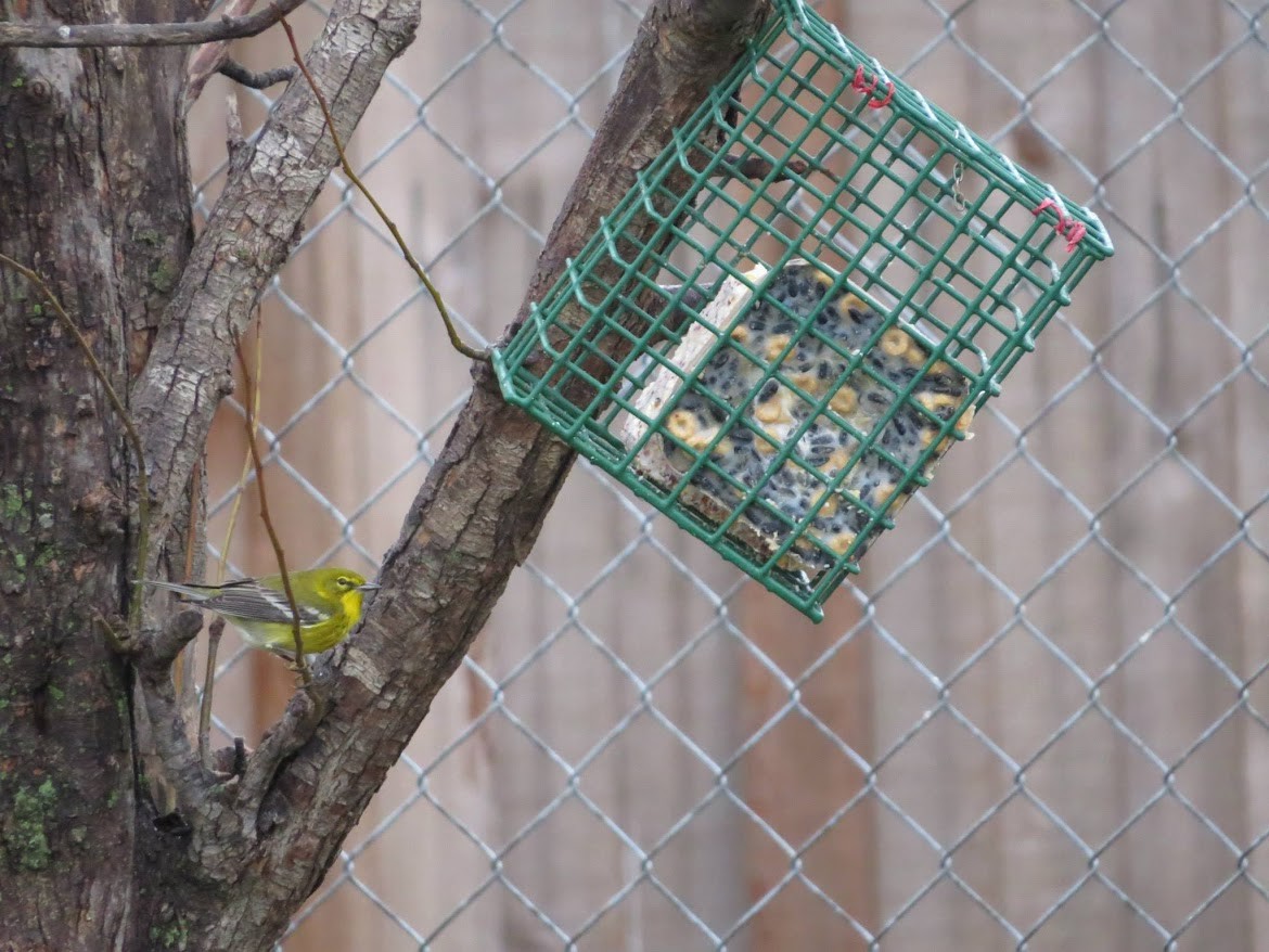 Pine Warbler - ML645014988