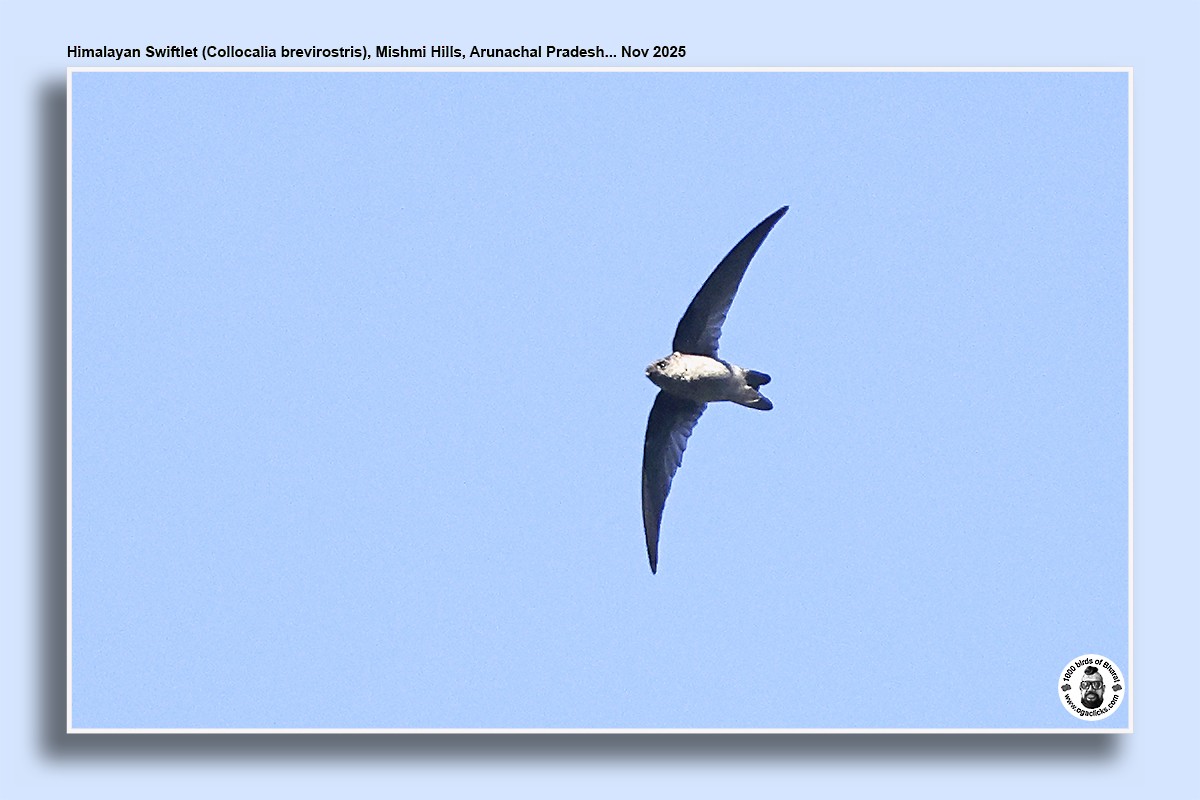 Himalayan Swiftlet - ML645014997
