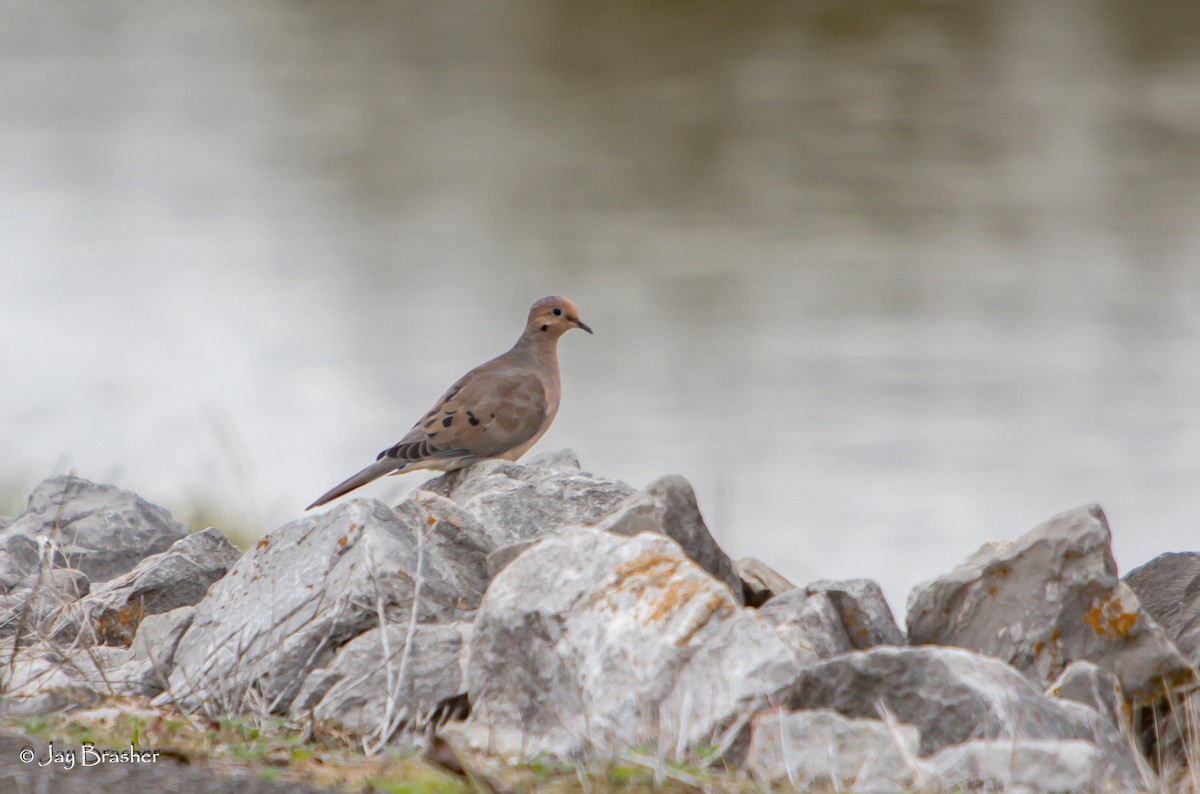 Mourning Dove - ML645015003