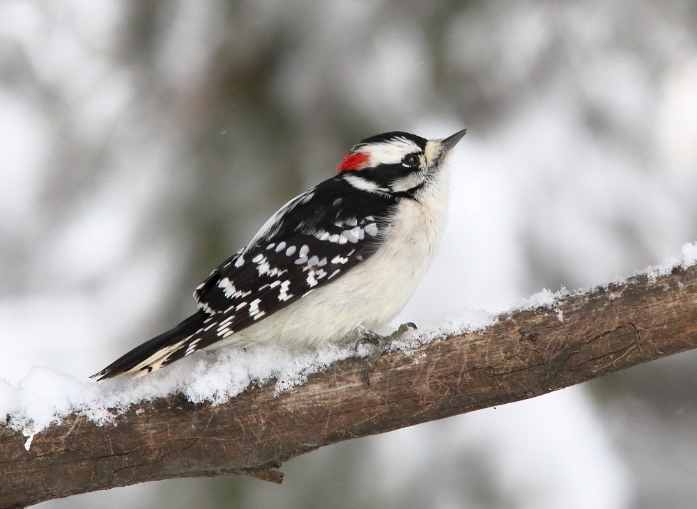 Downy Woodpecker - ML645015004