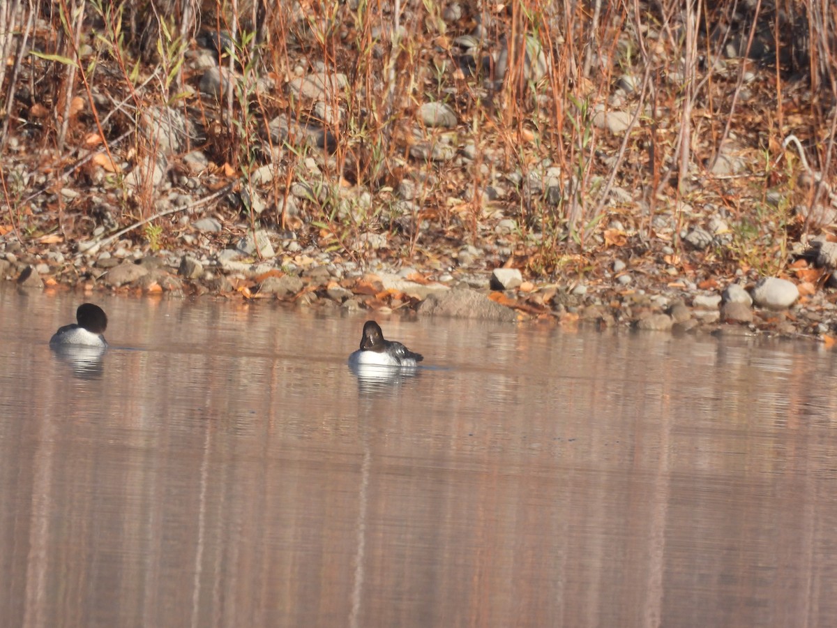 Barrow's Goldeneye - ML645015006