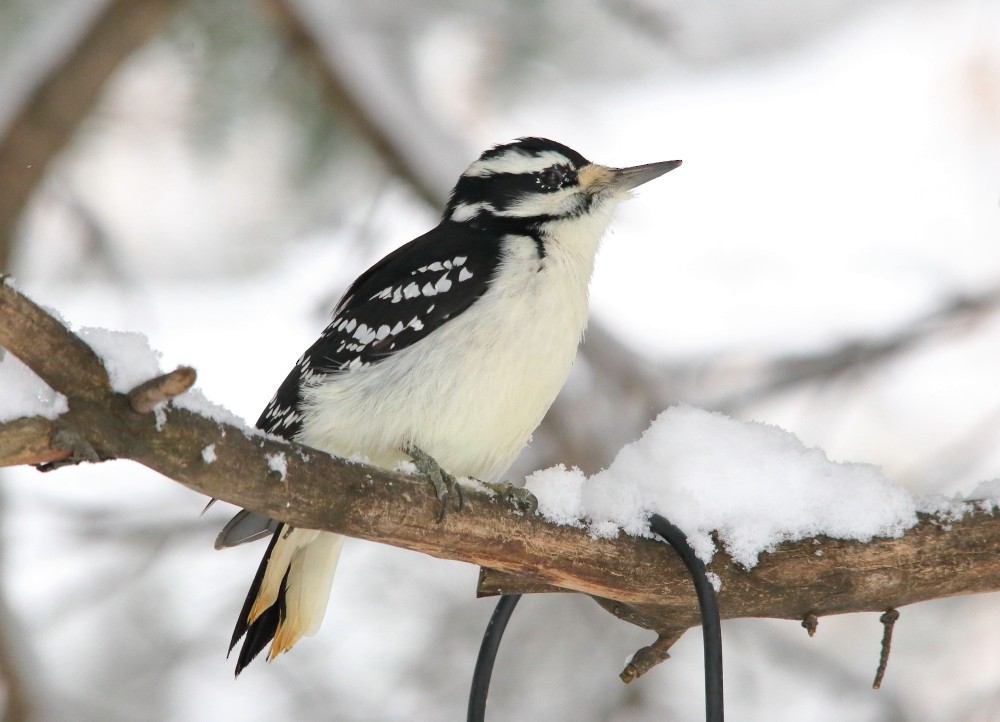 Hairy Woodpecker - ML645015011
