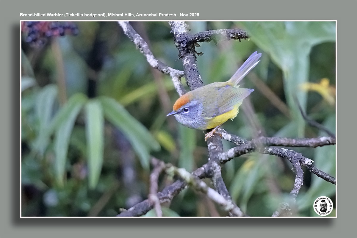 Broad-billed Warbler - ML645015012