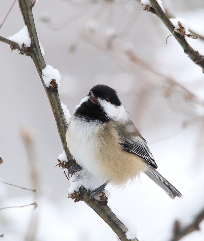 Black-capped Chickadee - ML645015028