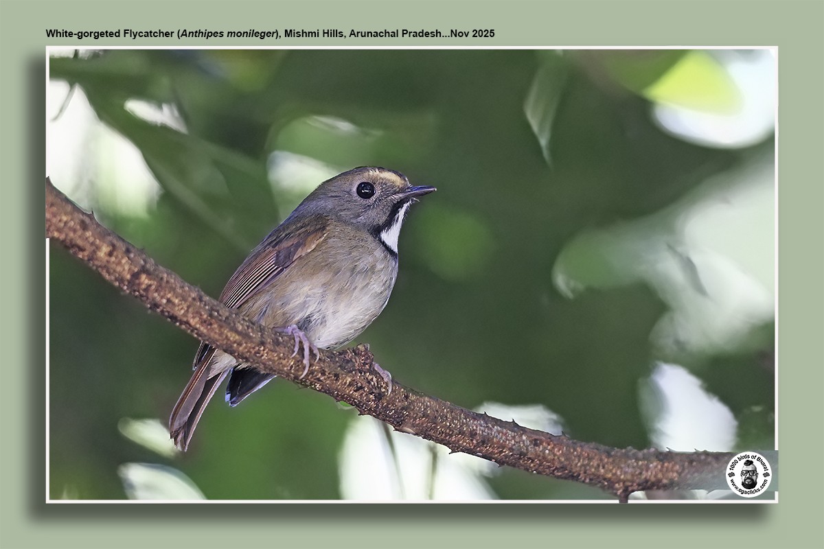 White-gorgeted Flycatcher - ML645015039