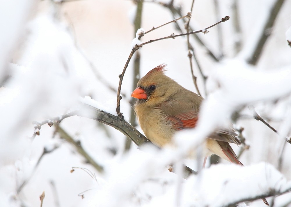 Northern Cardinal - ML645015046
