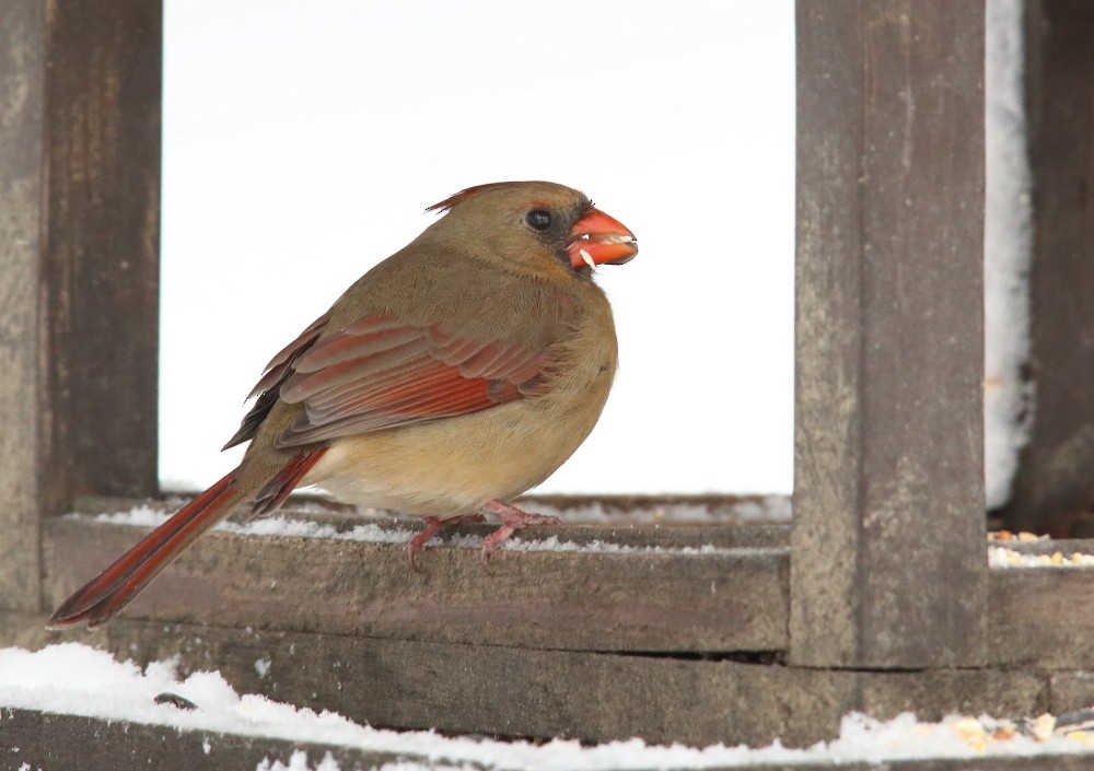 Northern Cardinal - ML645015051