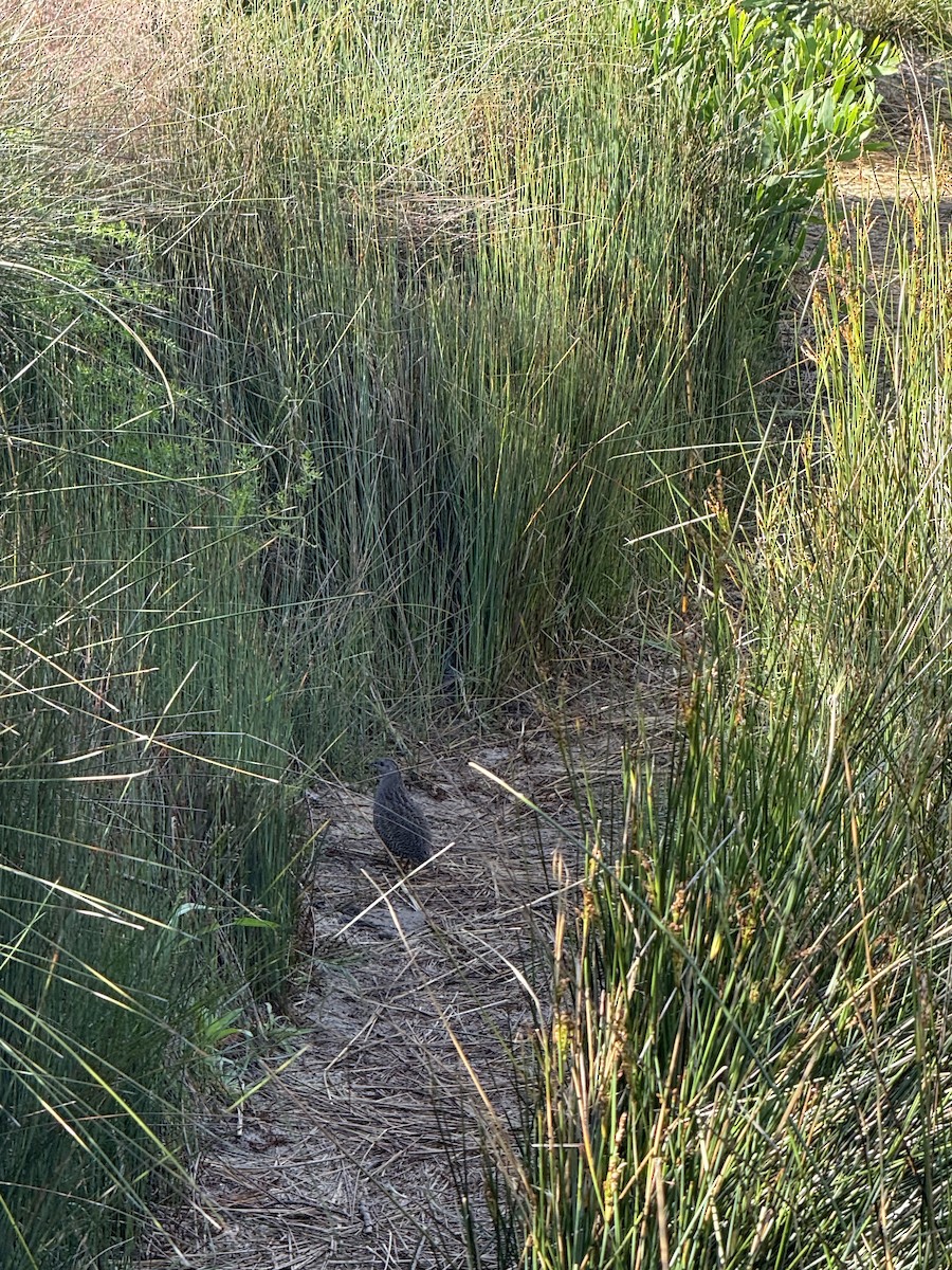 Brown Quail - ML645015060