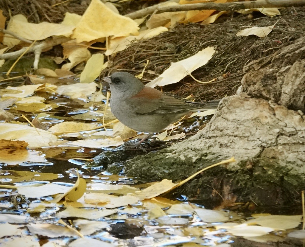 Серый юнко (caniceps) - ML645015069