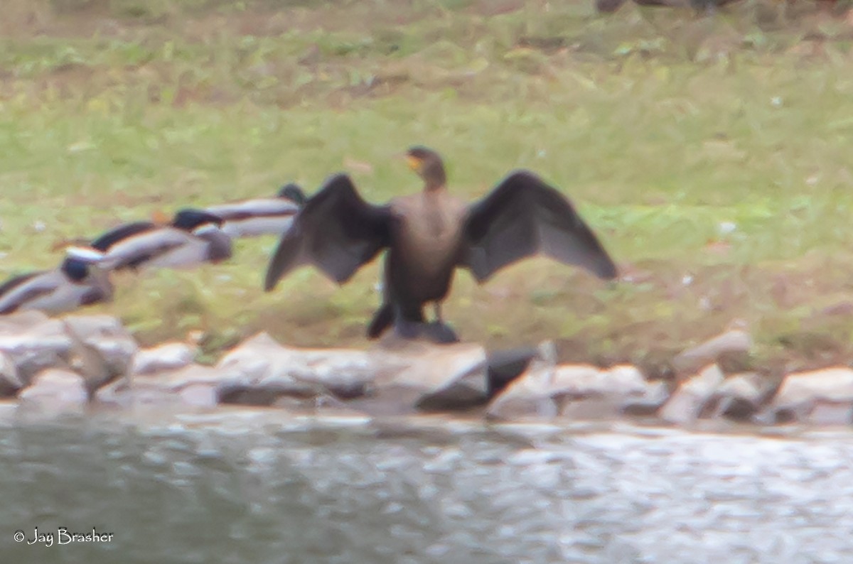 Double-crested Cormorant - ML645015083