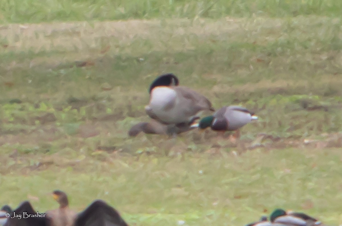 Canada Goose - ML645015095