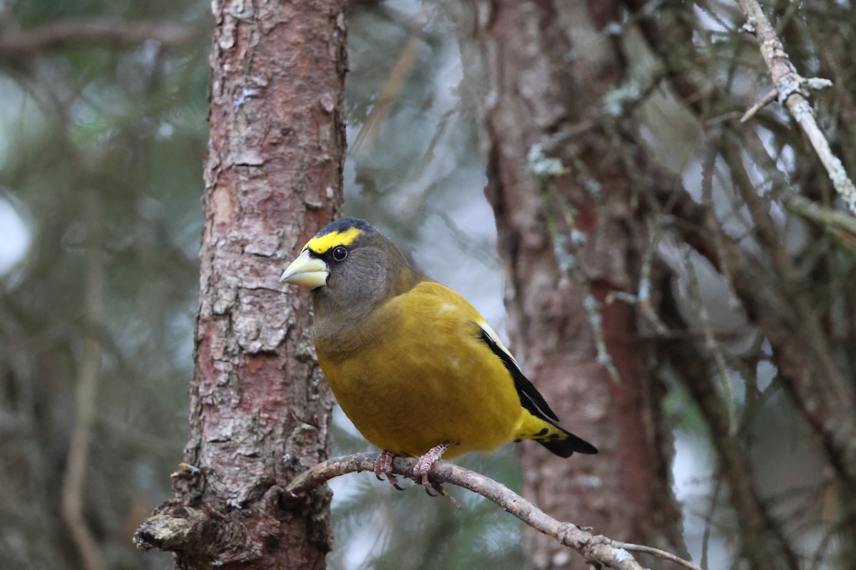 Evening Grosbeak - ML645015096