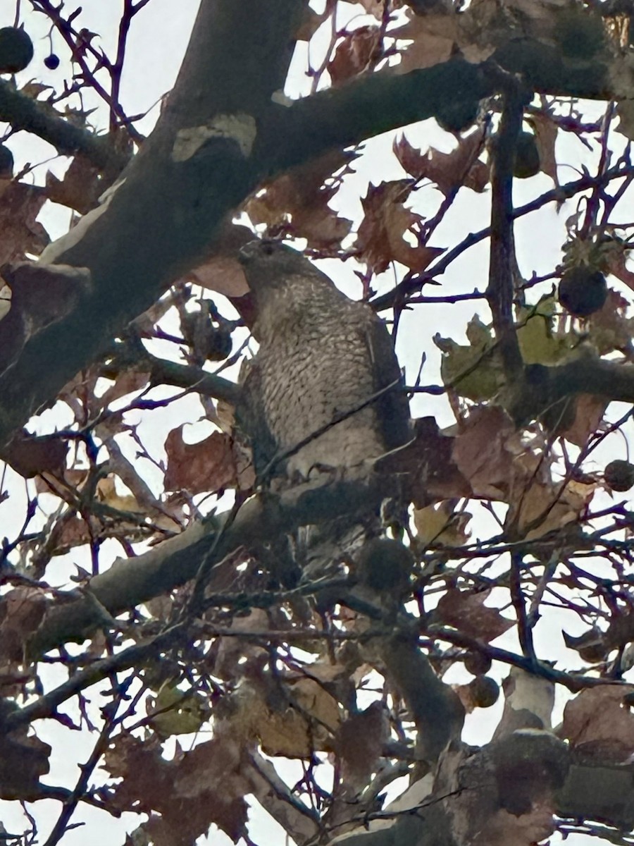 Gavilán de Cooper - ML645015103