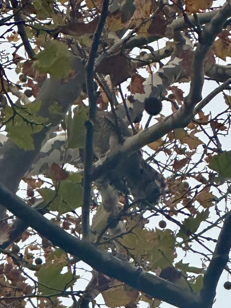 Gavilán de Cooper - ML645015104