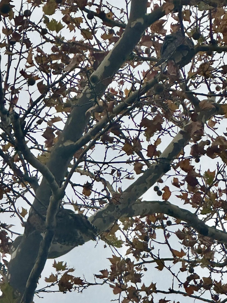 Gavilán de Cooper - ML645015105