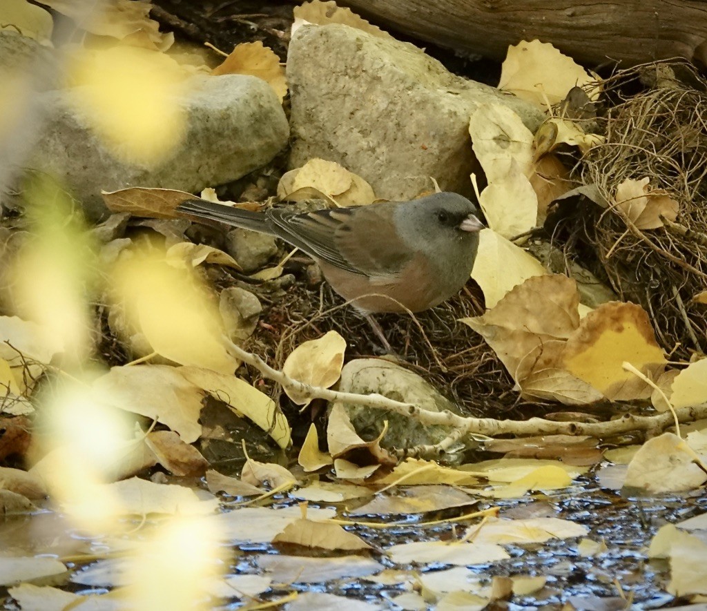 Серый юнко (mearnsi) - ML645015119