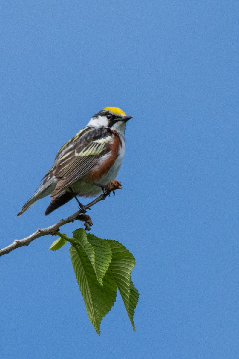 ワキチャアメリカムシクイ - ML645015121