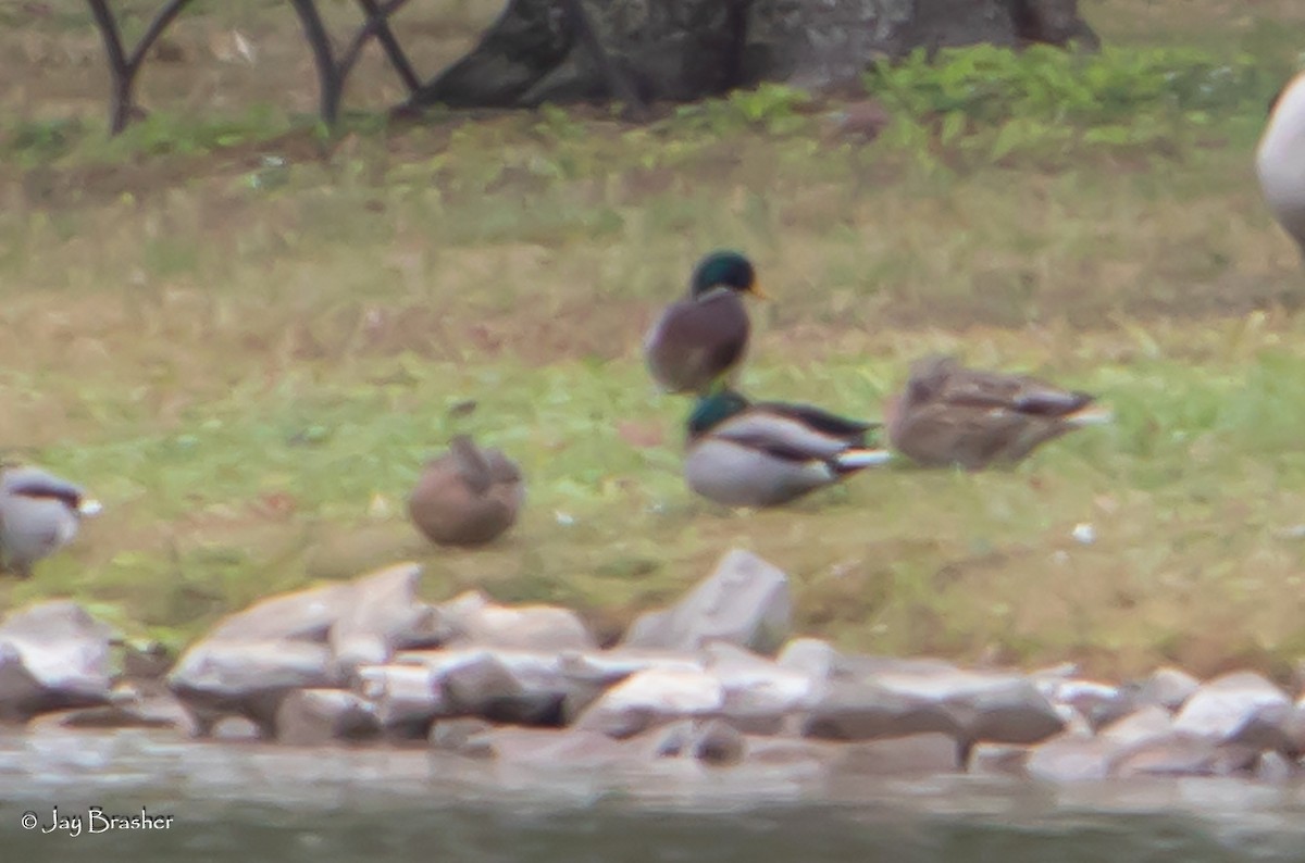 Mallard - ML645015125