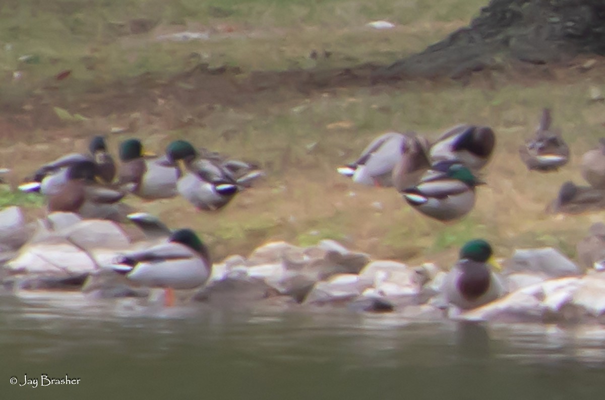 Mallard - ML645015126