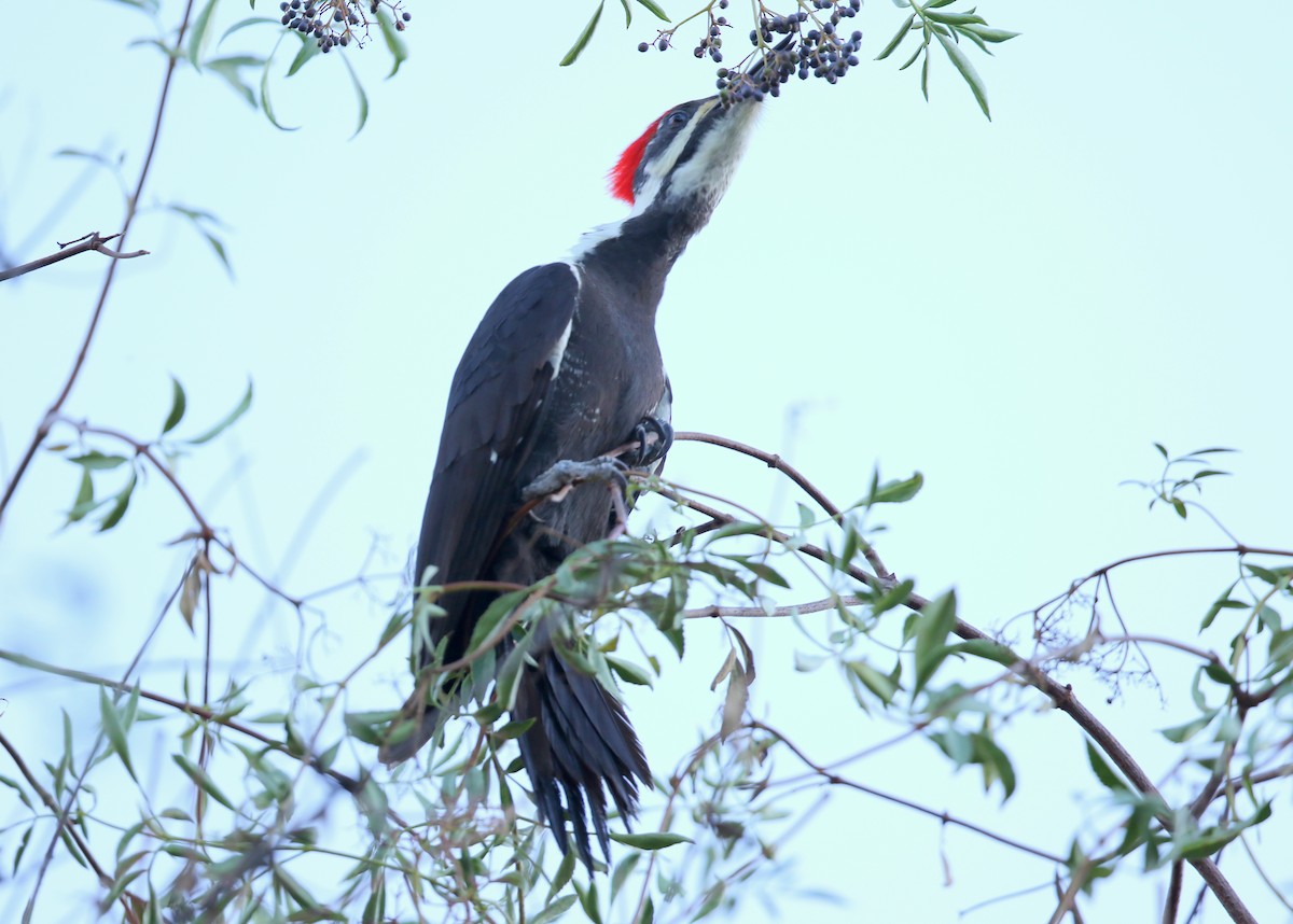 Pileated Woodpecker - ML645015132