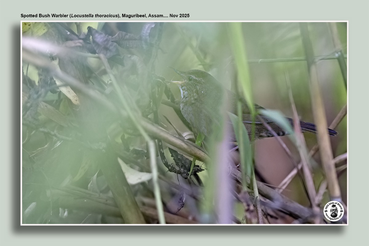 Spotted Bush Warbler - ML645015133