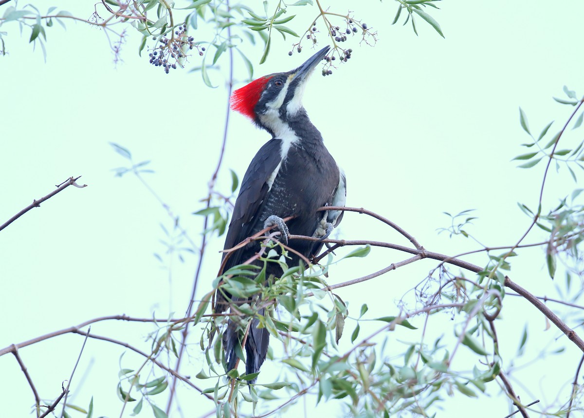 Pileated Woodpecker - ML645015134