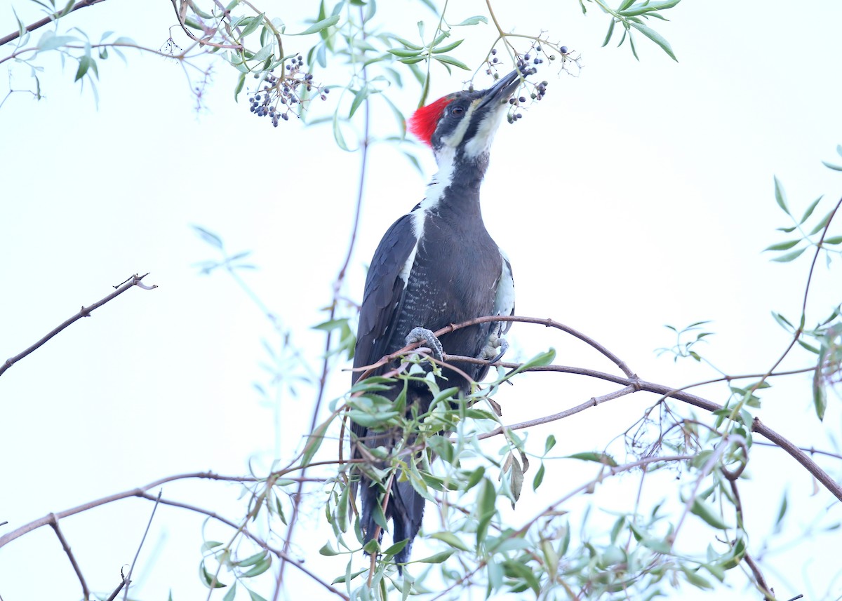 Pileated Woodpecker - ML645015136