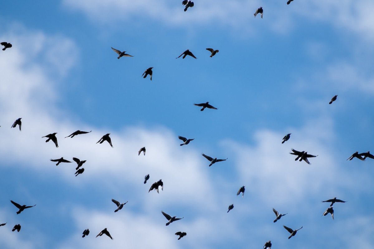 Purpurgrackel - ML645015169