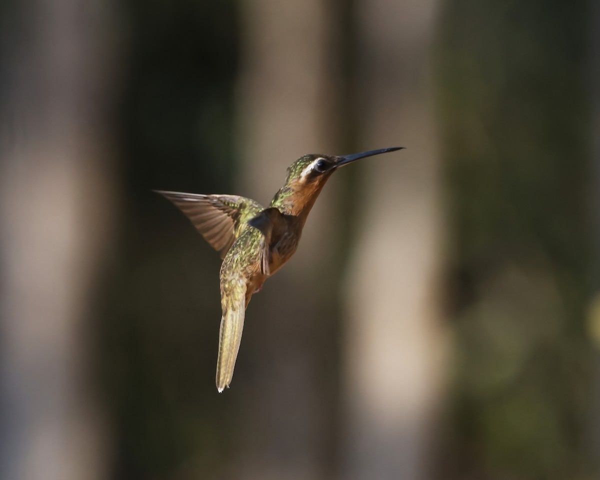Ерміт-самітник багійський - ML645015170