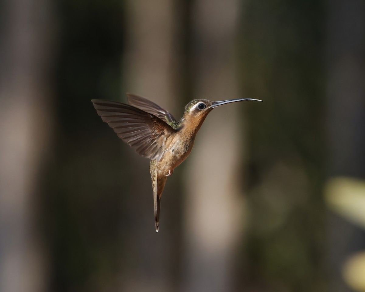 Ерміт-самітник багійський - ML645015171