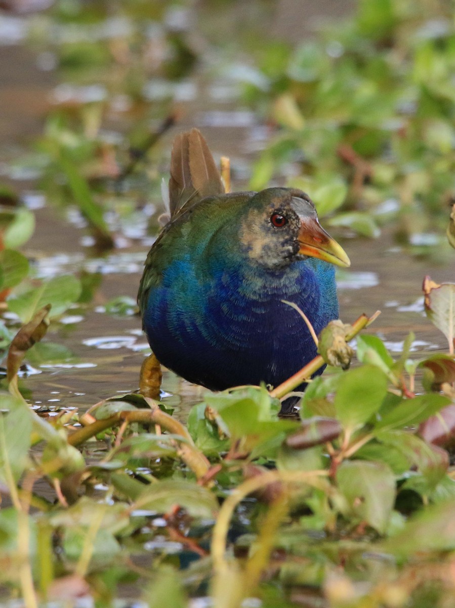 Uroilo urdin amerikarra - ML645015176