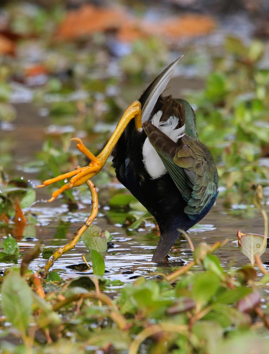 Uroilo urdin amerikarra - ML645015182